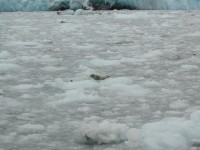 DSCN2269 Harbor Seals